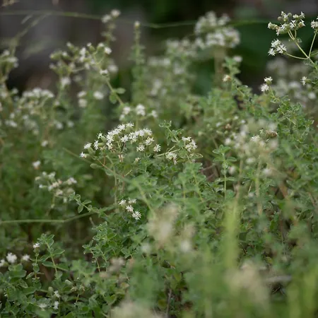 Agrilia Koromili Retreat *