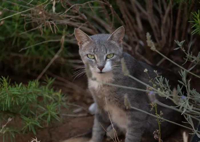 Agrilia Koromili Retreat Paralia Livadostratas