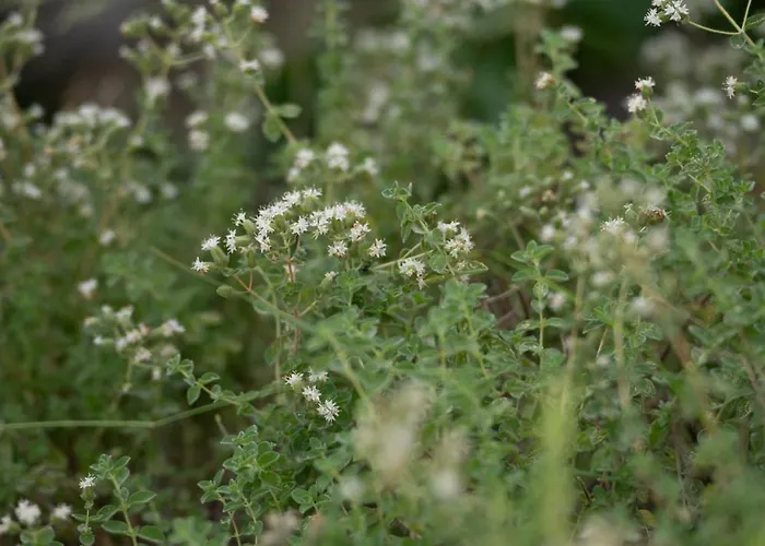 Agrilia Koromili Retreat *