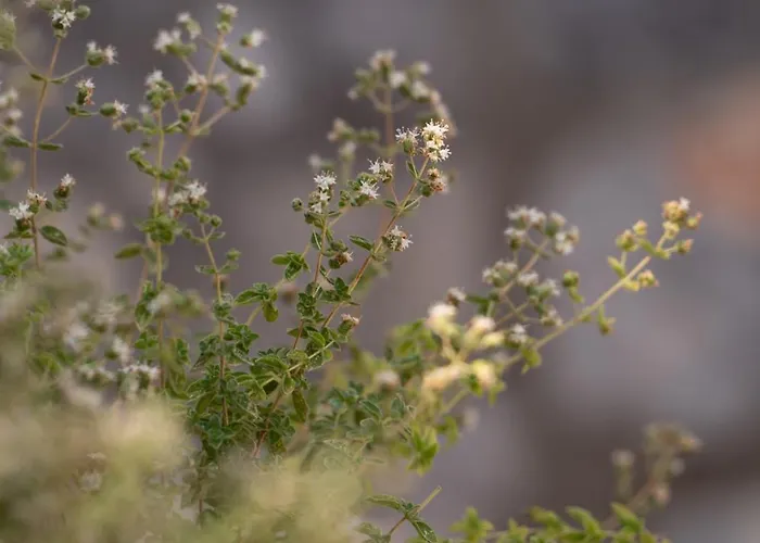 Agrilia Koromili Retreat Apartment *