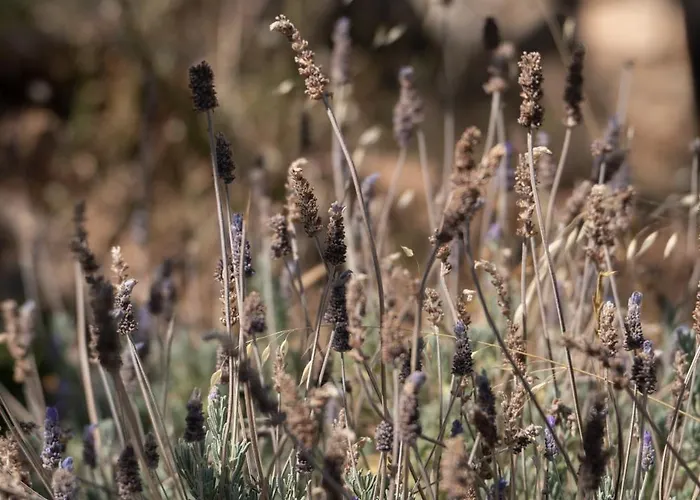 Agrilia Koromili Retreat Apartment