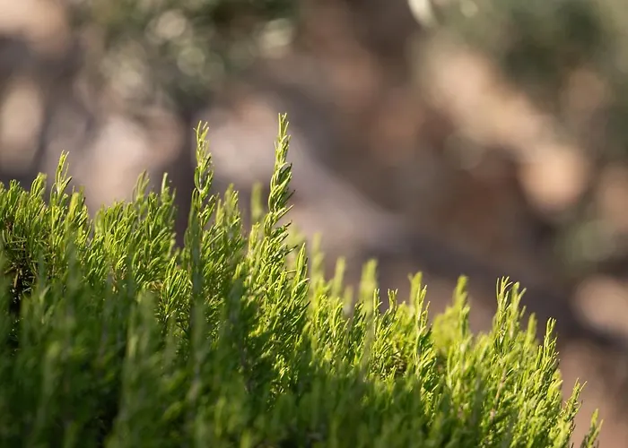 Apartment Agrilia Koromili Retreat *